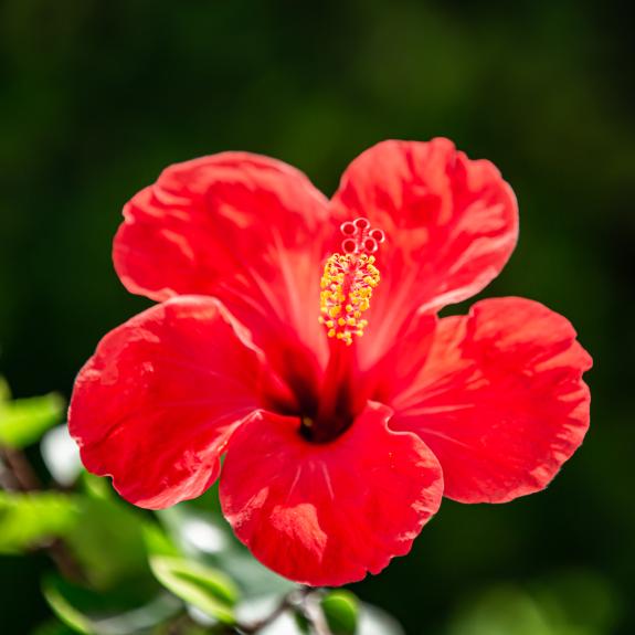 Buy Hibiscus Plants Melbourne Mature Hibiscus For Sale